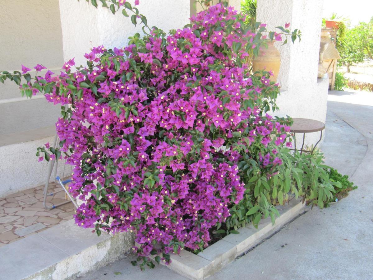 B&B I Limoni Sorso Εξωτερικό φωτογραφία