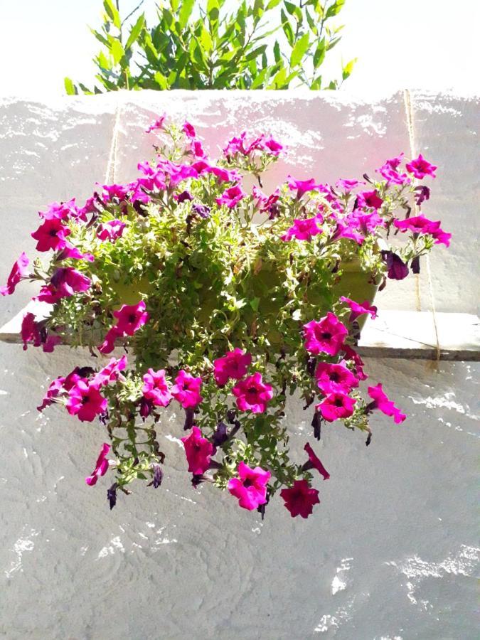 B&B I Limoni Sorso Εξωτερικό φωτογραφία